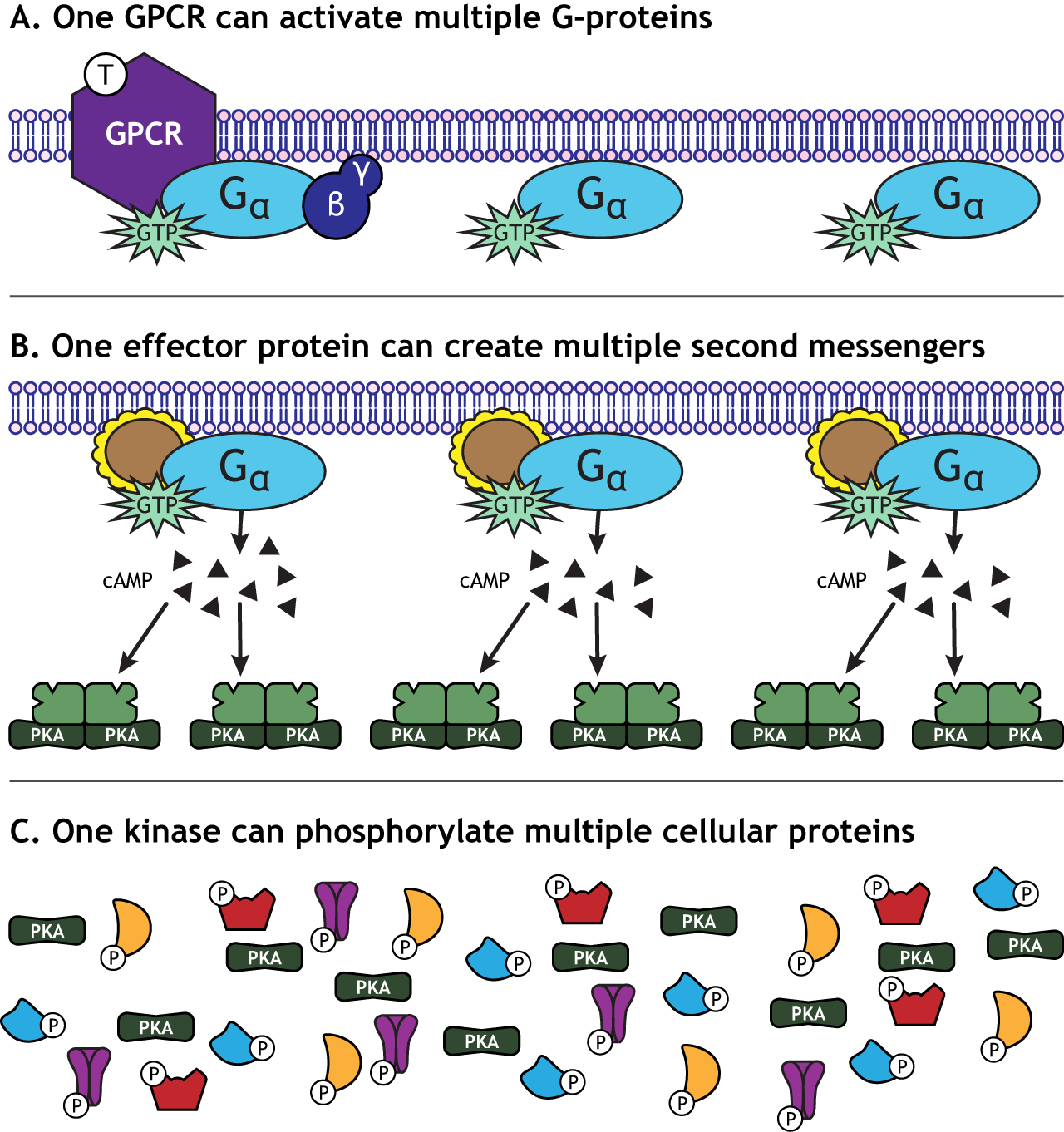 Simple G Protein Coupled Receptors