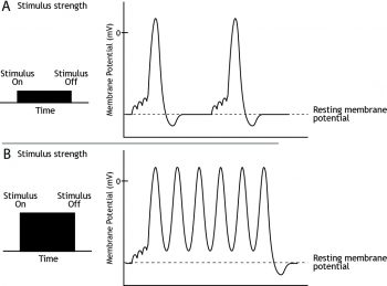 Action Potentials – Foundations of Neuroscience