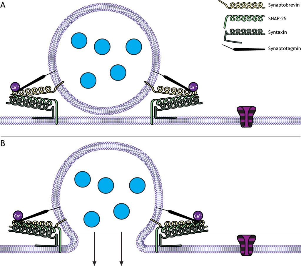 Illustrated vesicle fusing with membrane and releasing transmitter. Details in caption.