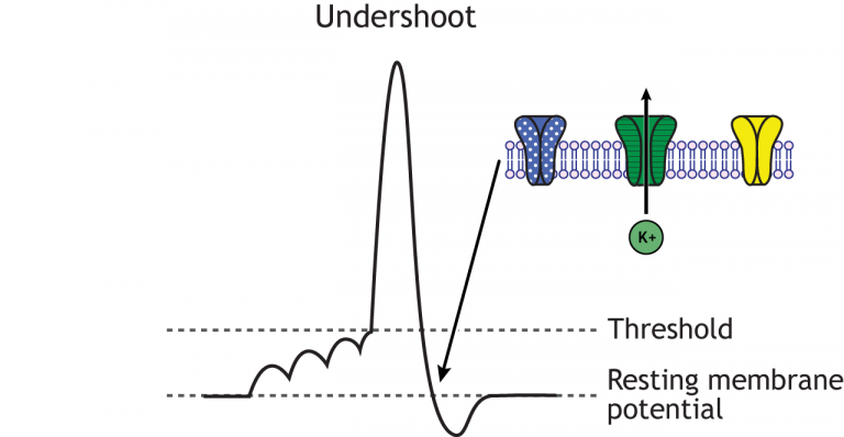 Images Of Animations – Foundations Of Neuroscience