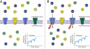 Images of Animations – Foundations of Neuroscience