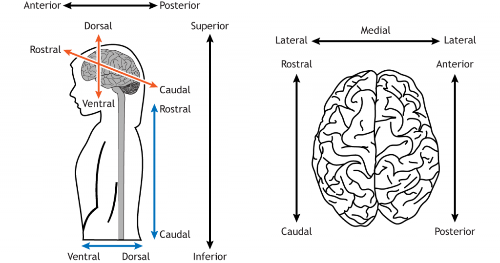 Anatomical Terminology Foundations Of Neuroscience