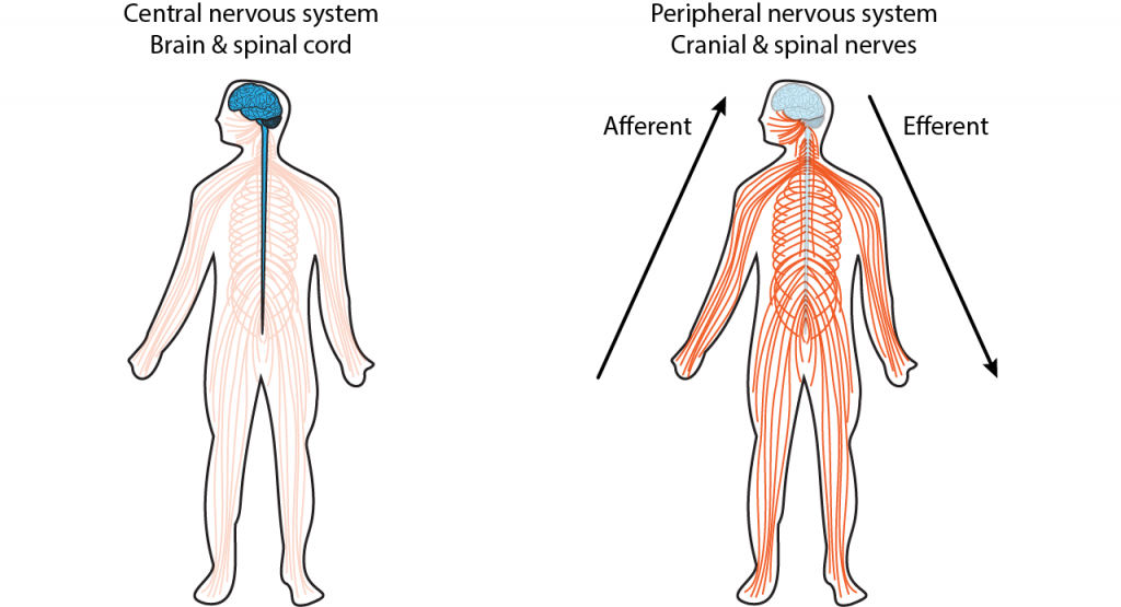 Illustration of two bodies showing the central and peripheral nervous systems. Details in caption.