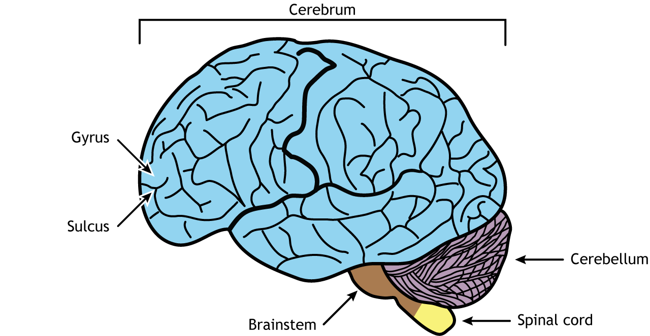 basic parts of the brain and their functions