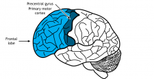 External Brain Anatomy – Foundations Of Neuroscience