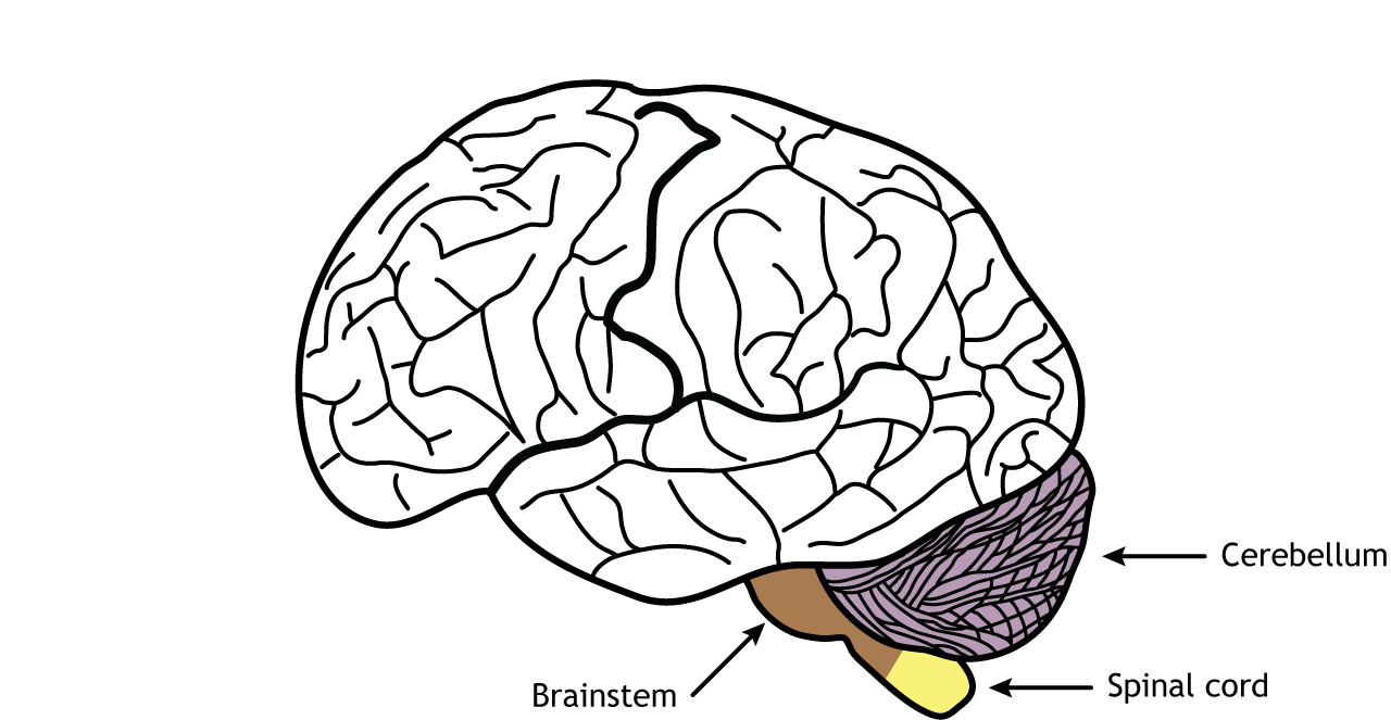 Illustration of the brain showing the cerebellum, brainstem, and spinal cord. Details in text.