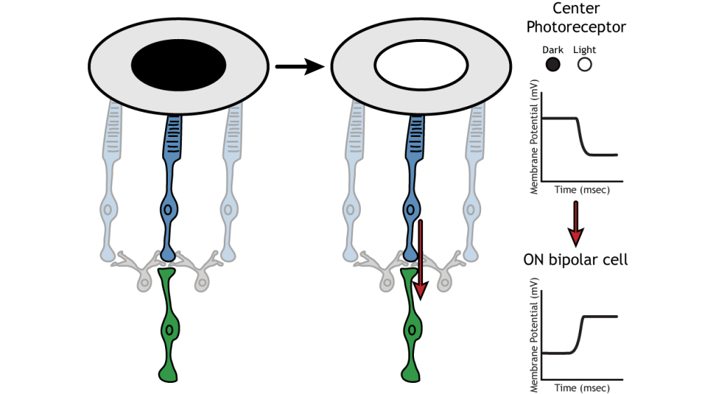 Membrane potential changes of retinal neurons following lighting changes in the center. Details in caption.