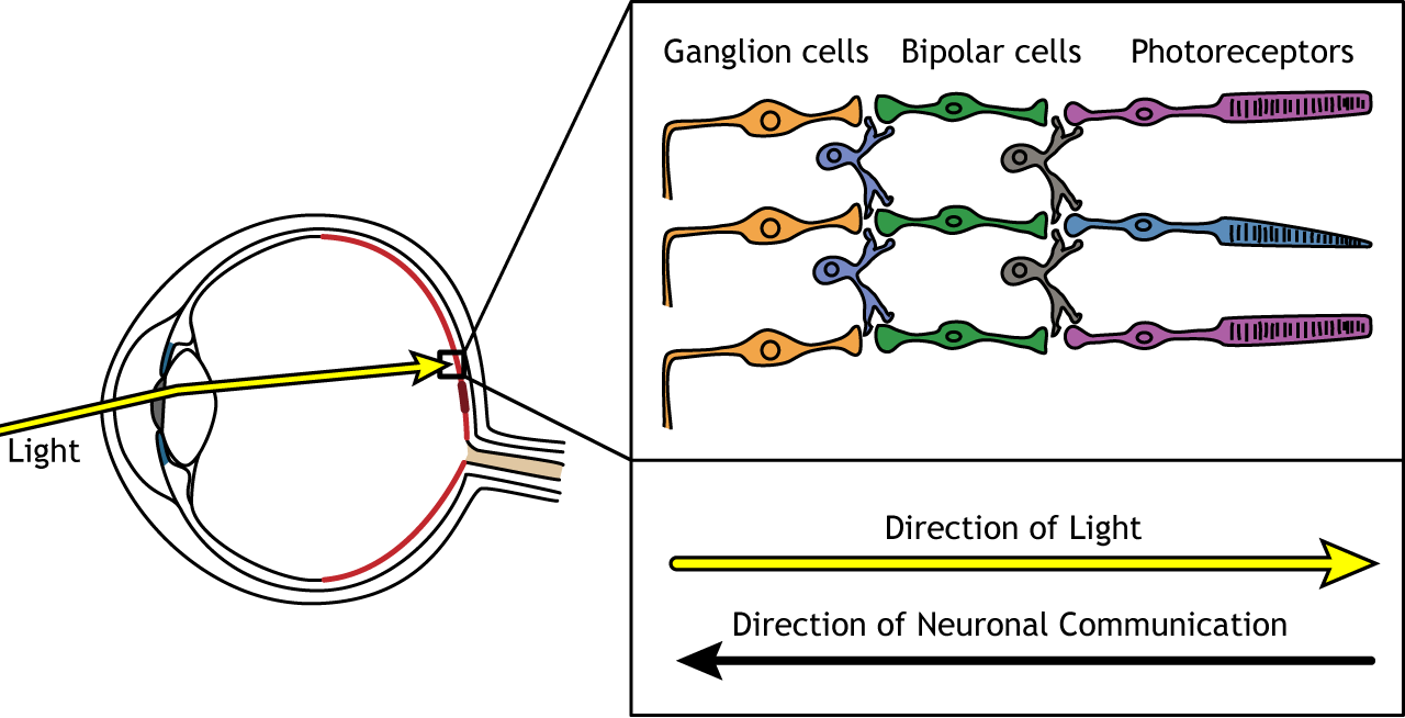 Vision The Retina Foundations of Neuroscience