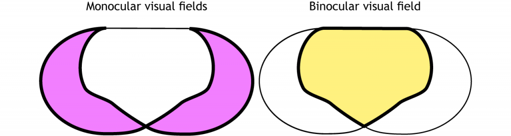 Illustration of monocular and binocular visual fields. Details in caption.