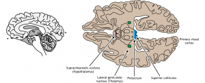 Vision: Central Processing – Foundations of Neuroscience