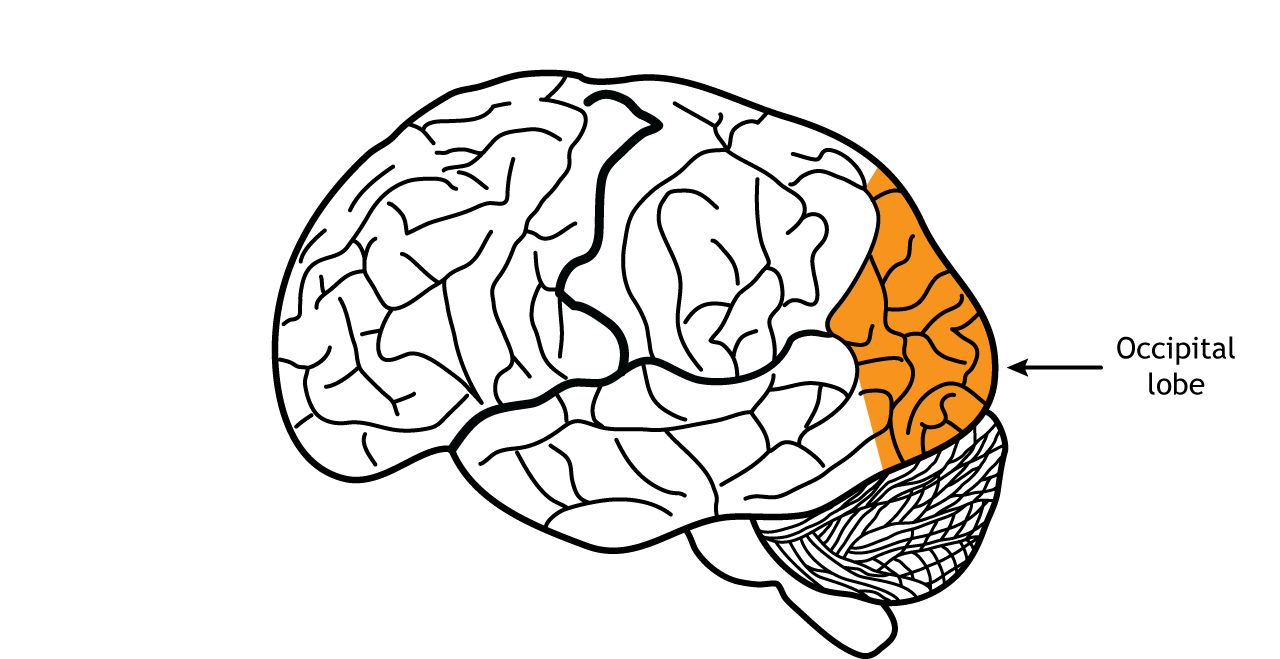 Illustration of the brain showing the occiptial lobe. Details in text.