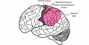 External Brain Anatomy – Foundations of Neuroscience