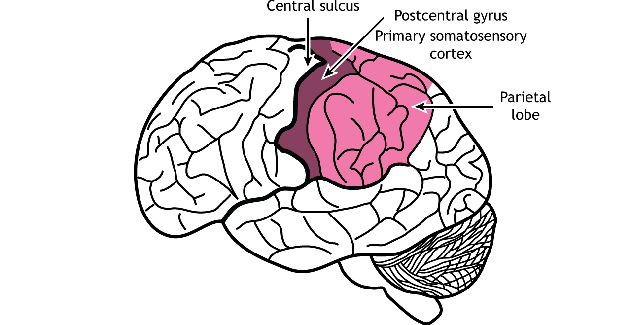 Illustration of the brain showing the parietal lobe. Details in text.