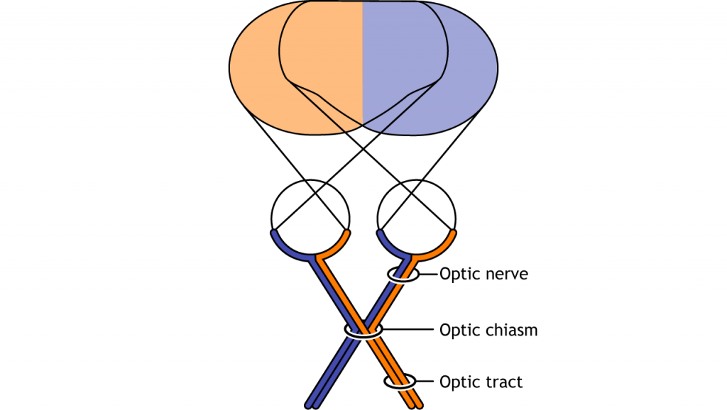 Illustration of the pathway from the retina. Details in caption.