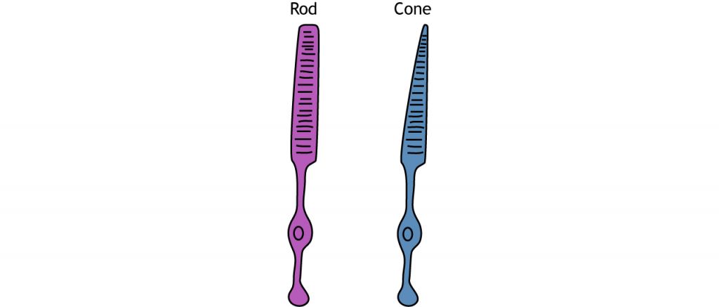 Illustration of a rod and cone photoreceptor. Details in text.