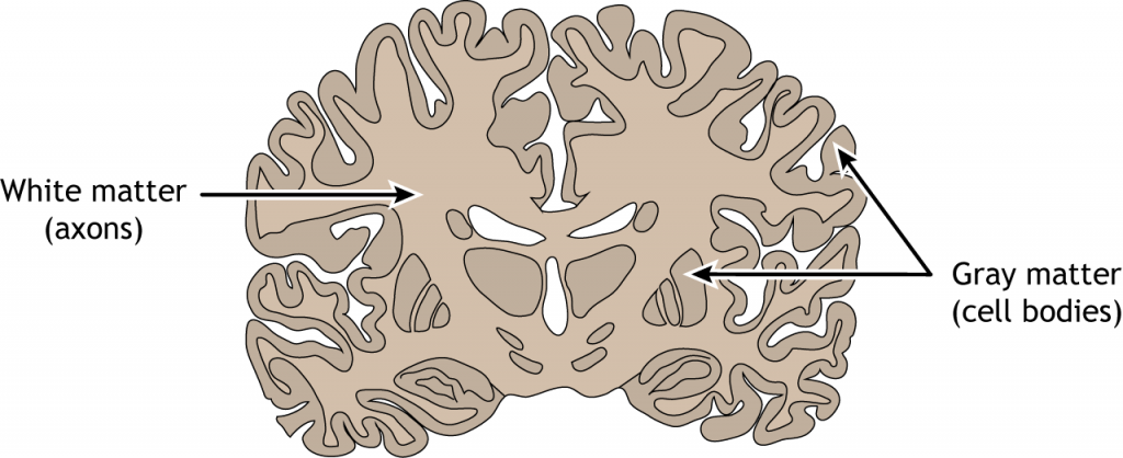 Illustration of a frontal brain section showing white and gray matter. Details in caption. 