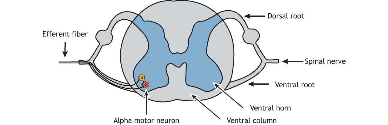 Where Are Alpha Motor Neurons Located In The Spinal Cord