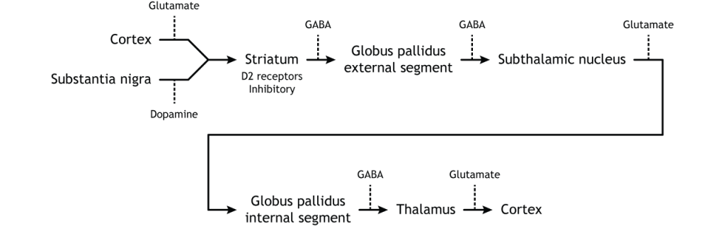 Illustration of indirect pathway within the basal ganglia. Details in caption.