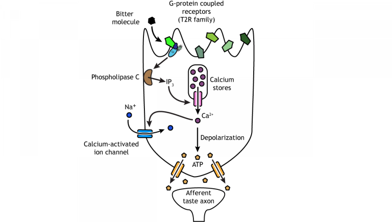 Taste – Foundations Of Neuroscience