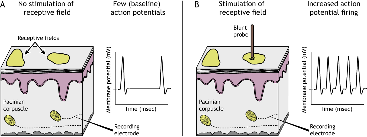 Touch: The Skin – Foundations of Neuroscience