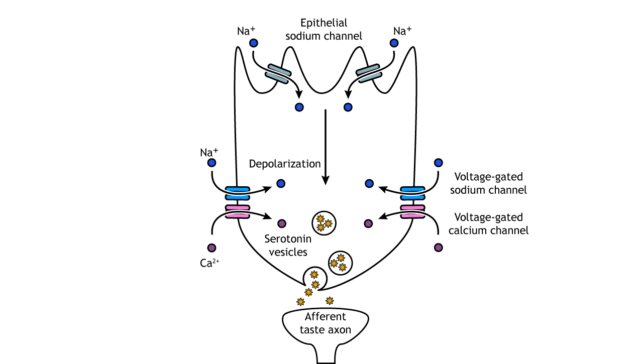 Gustatory System – Introduction to Neurobiology