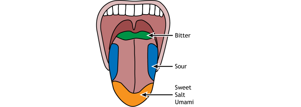 taste-foundations-of-neuroscience