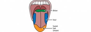 Taste – Foundations of Neuroscience
