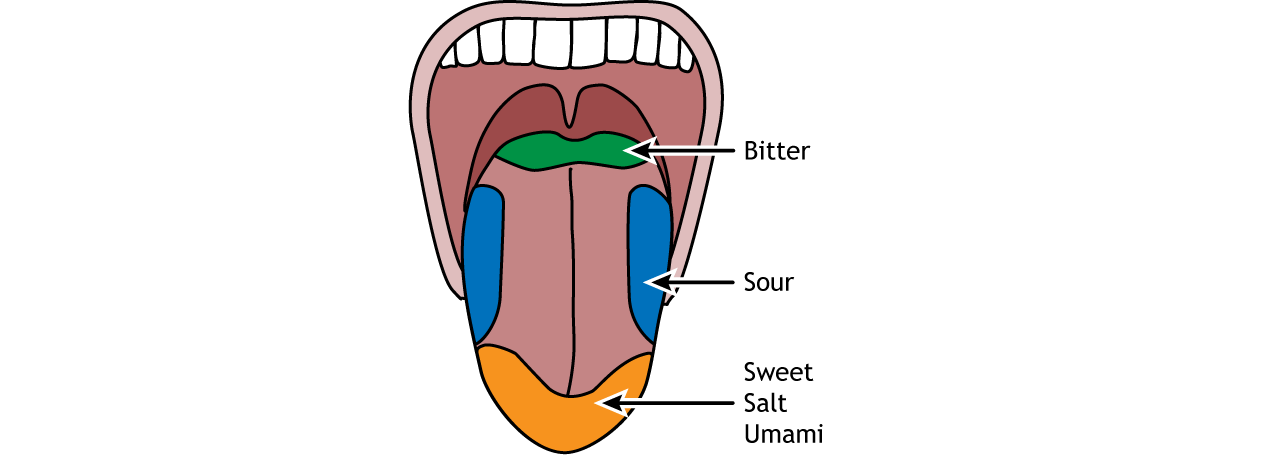 parts of the tongue taste buds