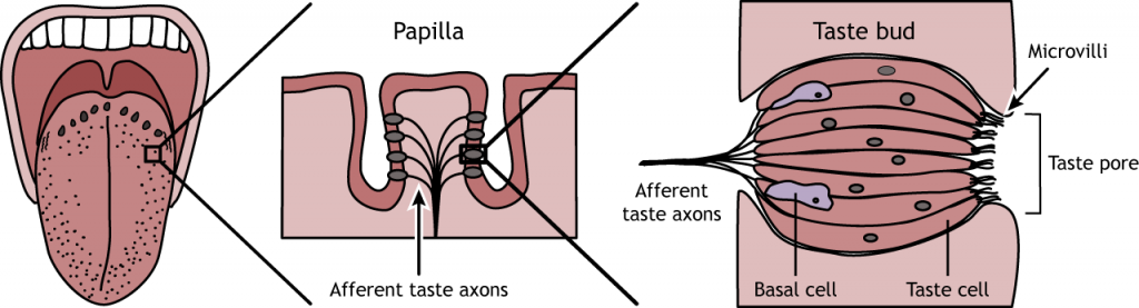 taste-foundations-of-neuroscience