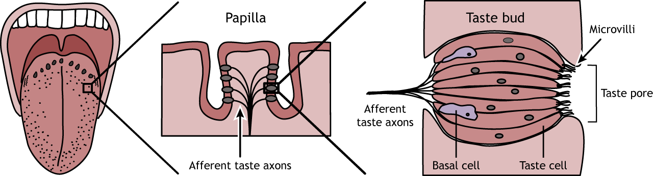 sense of taste diagram