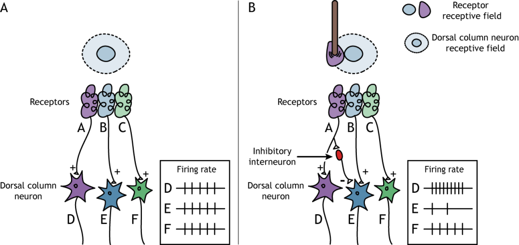 Illustration of activating the surround of a dorsal column neuron receptive field. Details in caption.