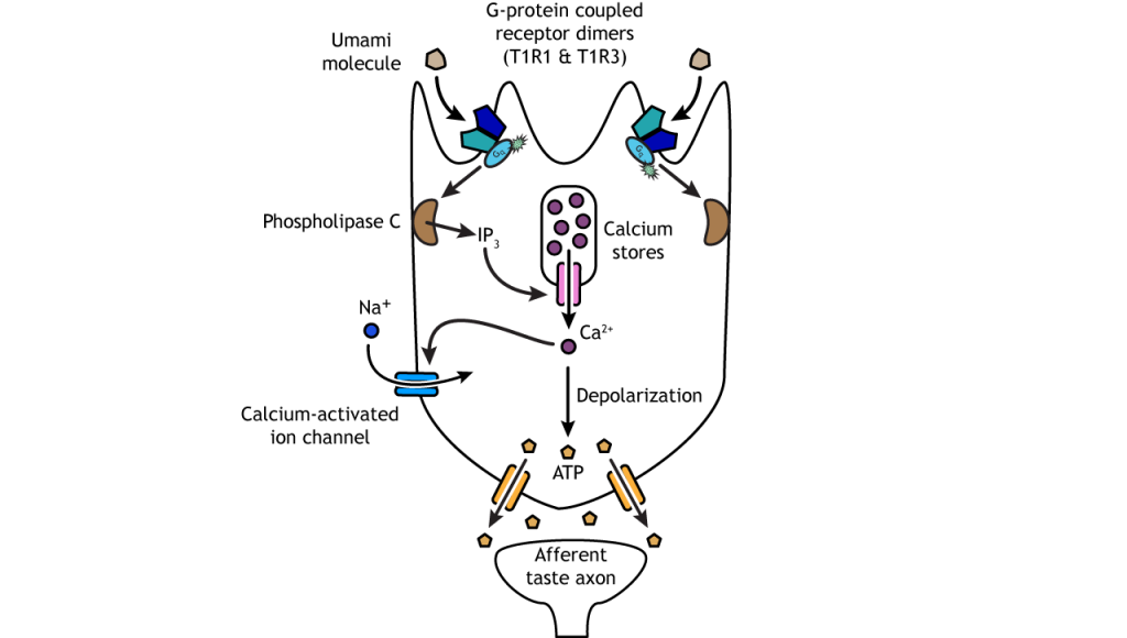 Illustration of umami taste transduction pathway. Details in caption.