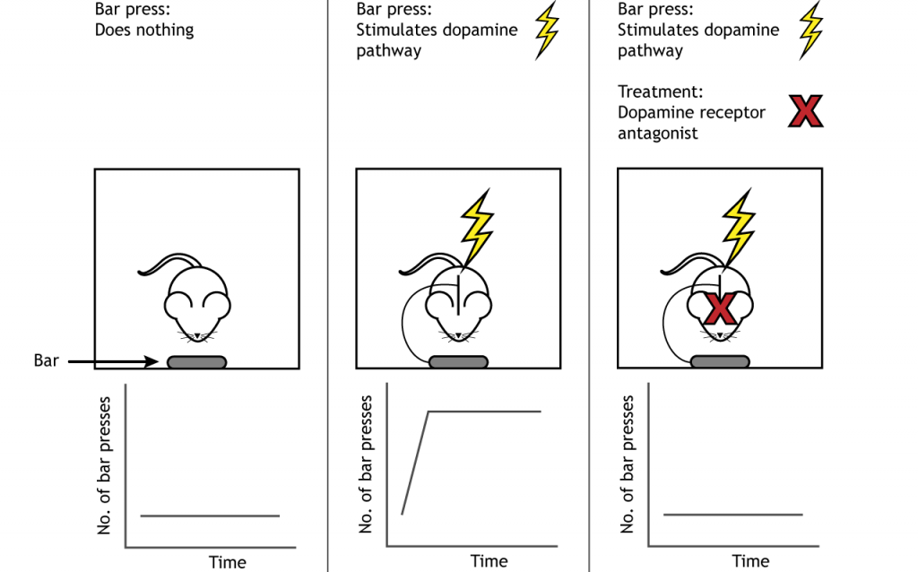 Illustration of self-stimulation experiment. Details in text and caption.