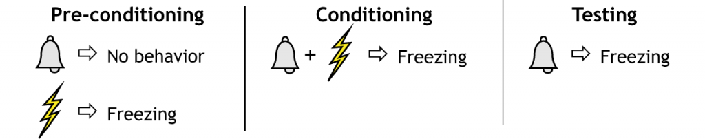 Studying Fear – Foundations of Neuroscience