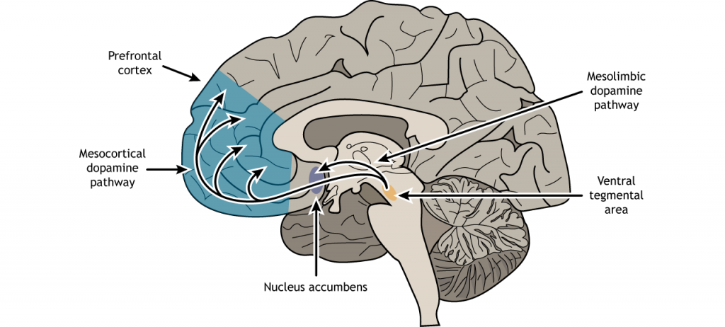 How Brain Reward System Works