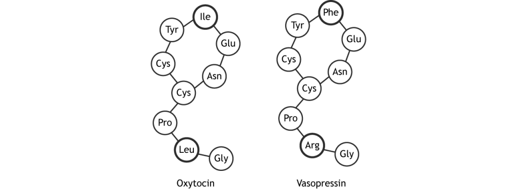Illustration of amino acid sequences of oxytocin and vasopressin.