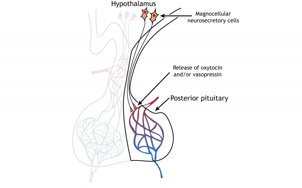 Illustration showing hormone release from the posterior pituitary. Details in text and caption.