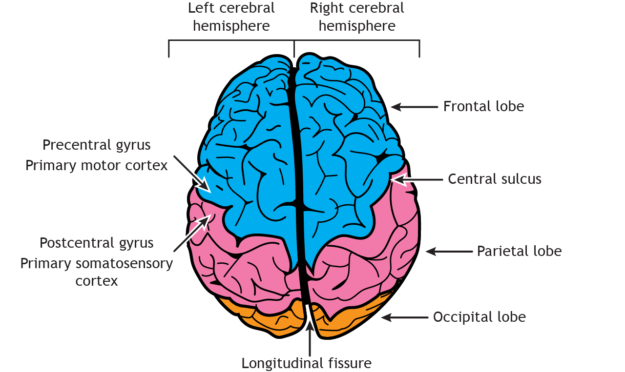 Illustration of the dorsal surface of the brain. Details in text and caption.