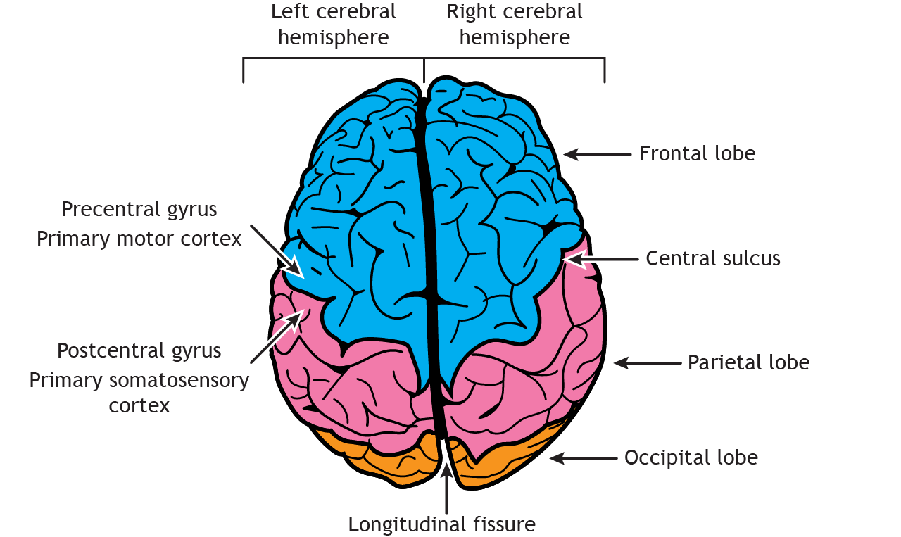 Describe The Structure Of The Cerebrum