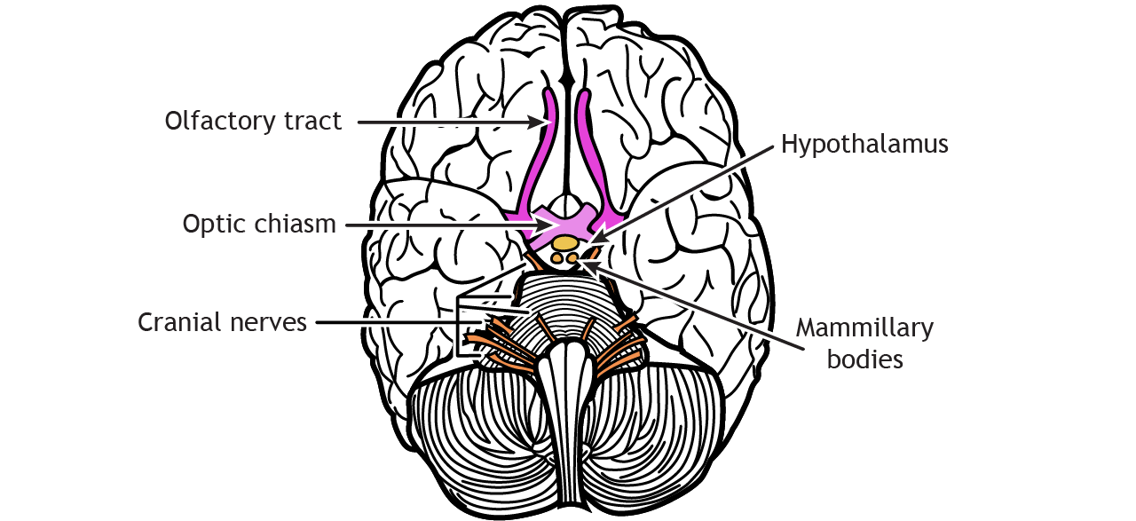 Illustration of the nerves and hypothalamus on the ventral surface of the brain. Details in text and caption.