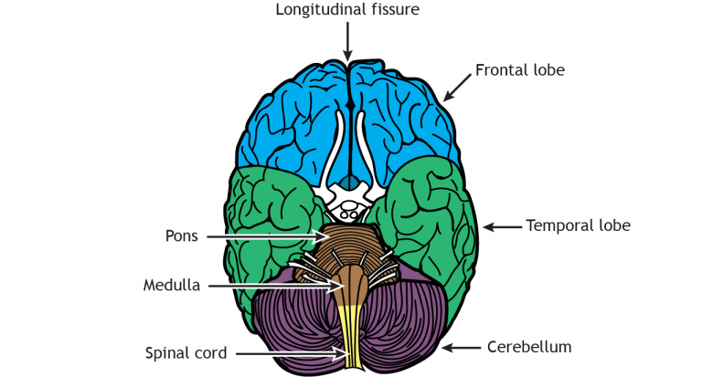 External Brain Anatomy – Foundations of Neuroscience