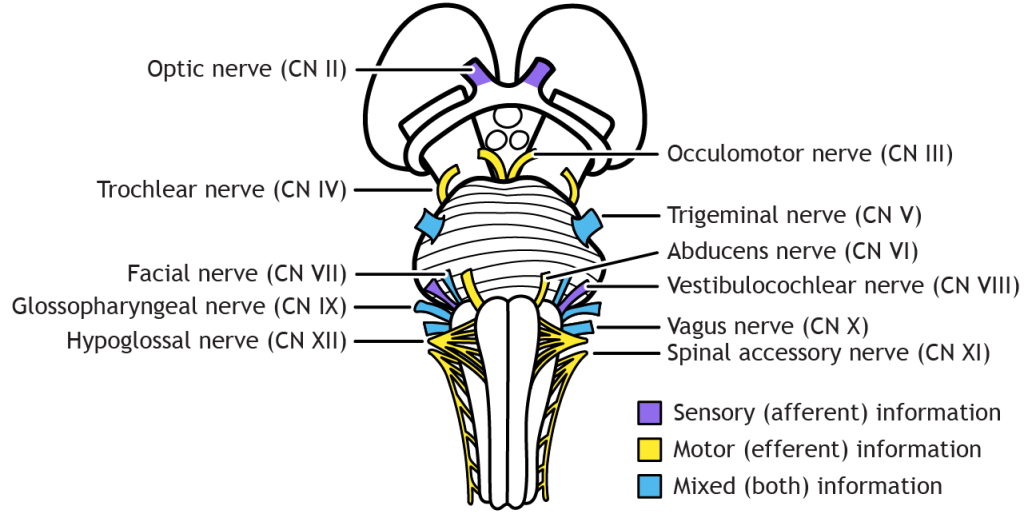 Illustration of cranial nerves two through twelve showing location of exit/entrance from the brainstem and type of information (sensory, motor, both) carried by each nerve. Details in caption and text.