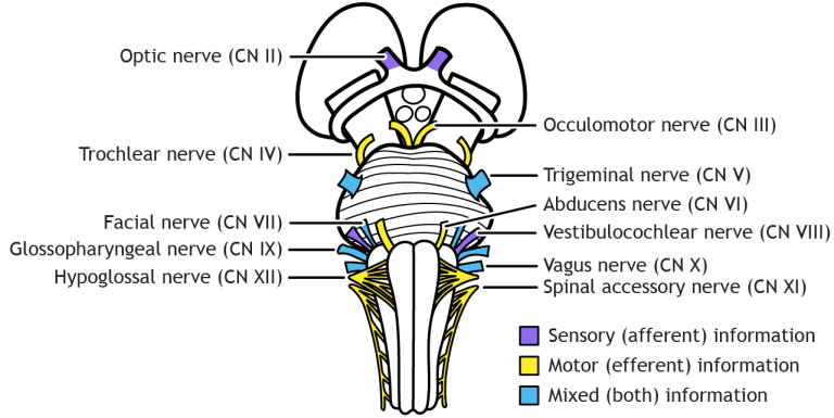 Brainstem And Spinal Cord Foundations Of Neuroscience