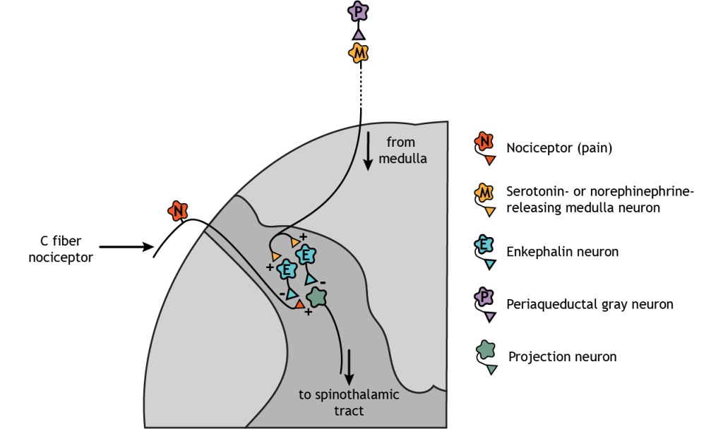 Illustration of dorsal horn in the spinal cord showing the interactions between nociceptors, descending medulla neurons, interneurons, and pain projection neurons. Details in caption and text.