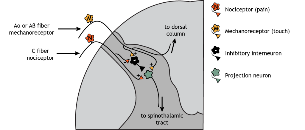 Illustration of dorsal horn in the spinal cord showing the interactions between nociceptors, mechanoreceptors, interneurons, and pain projection neurons. Details in caption and text.