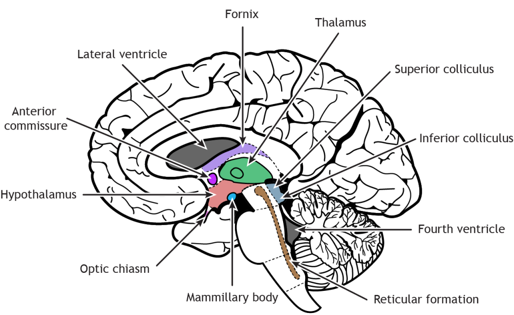 Regions of the diencephalon and brainstem. Details in text and captions.