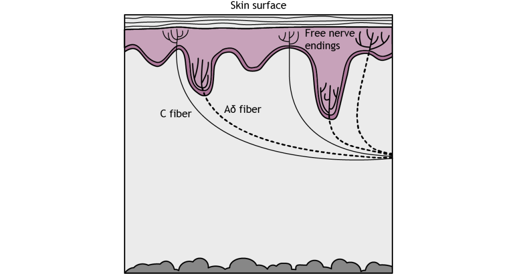 Illustration of C fiber and A delta fiber nociceptors present in the skin. Details in caption and text.