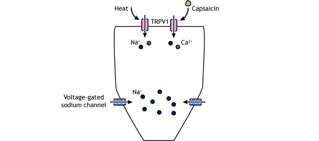 An illustrated nociceptor showing activation of the TRPV1 channel by heat or capsaicin, resulting in cation influx. The depolarization causes voltage-gated sodium channels to open. Details in text and caption.