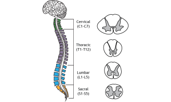 Brainstem and Spinal Cord – Foundations of Neuroscience