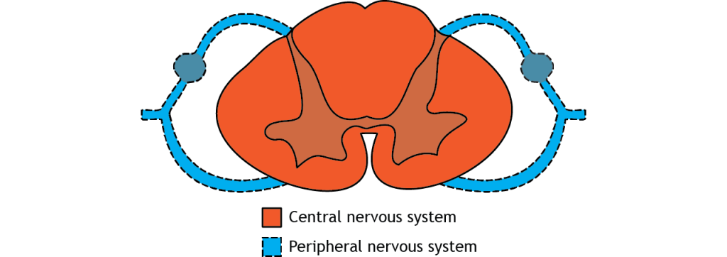 Illustration depicting the spinal cord in the central nervous system and the spinal nerves and roots in the peripheral nervous system.